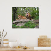 Twee leeuwen poster (Keuken)