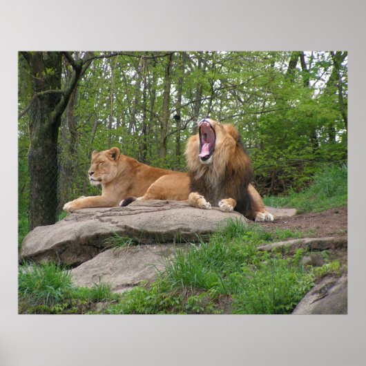Twee leeuwen poster (Voorkant)