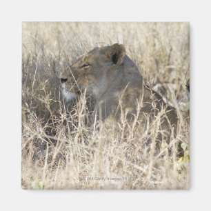 Twee leeuwen verborgen in droog gras, Kruger Natio Magneet