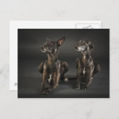 Twee leugenaars briefkaart (Voorkant / Achterkant)