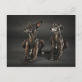 Twee leugenaars briefkaart (Voorkant)