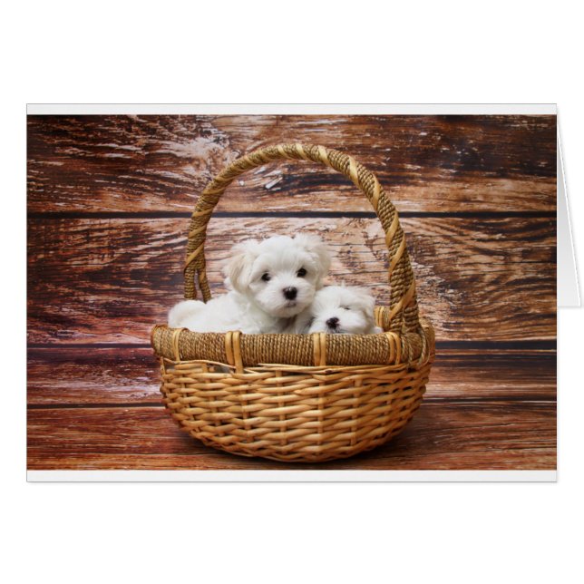 Twee leuke Maltese puppies in een mand (Voorkant Horizontaal)