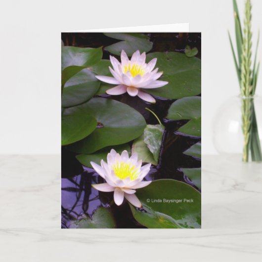 Twee Lichte Waterlelies Kaart (Voorkant)