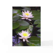 Twee Lichte Waterlelies