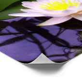 Twee Lichte Waterlelies Poster (Hoek)