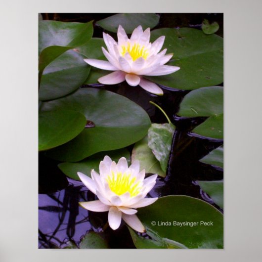 Twee Lichte Waterlelies Poster (Voorkant)