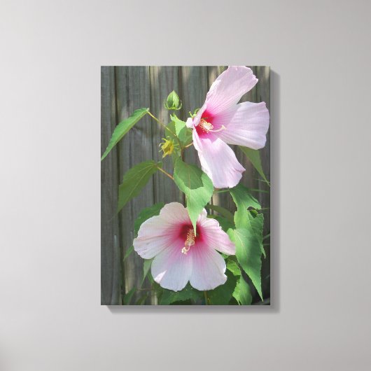 Twee lichtroze hibiscusbloemen canvas afdruk (Voorkant)