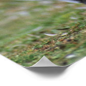 Twee liefdespinguïns poster (Hoek)