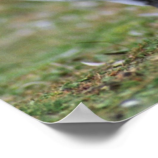 Twee liefdespinguïns poster (Hoek)