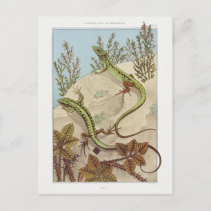 Twee Lizards  Fauna Illustratie Briefkaart