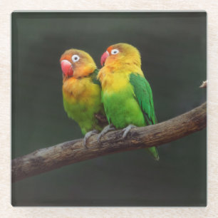 Twee Lovevogels op een filiaal Glazen Onderzetter