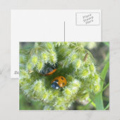 Twee luikvogels die het Briefkaart van de schelp i (Voorkant / Achterkant)