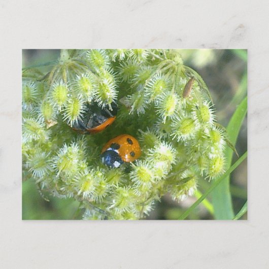 Twee luikvogels die het Briefkaart van de schelp i (Voorkant)