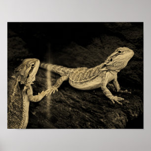 Twee luizen poster