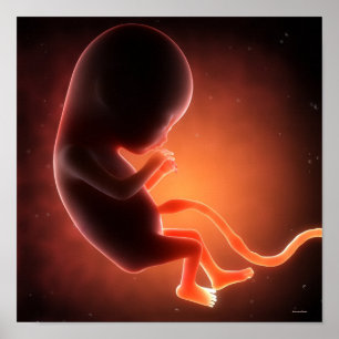 Twee maanden oude foetus poster