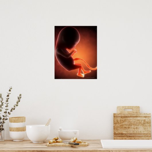 Twee maanden oude foetus poster (Keuken)