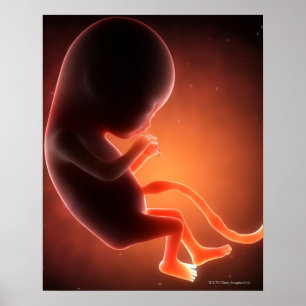Twee maanden oude foetus poster