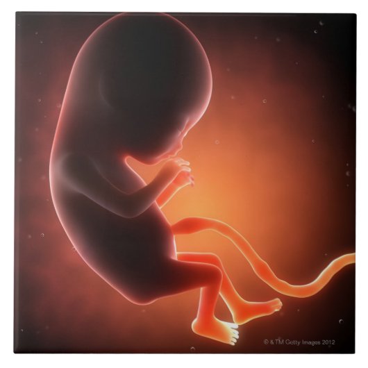 Twee maanden oude foetus tegeltje (Voorkant)