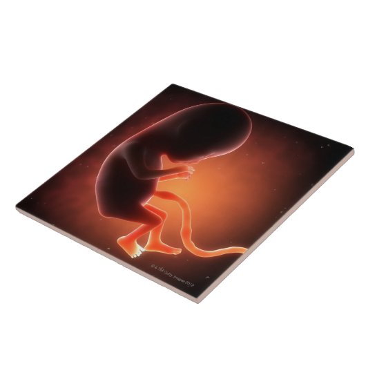 Twee maanden oude foetus tegeltje (Zijkant)