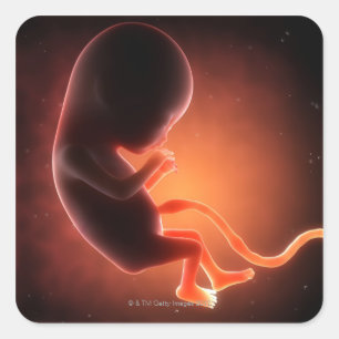 Twee maanden oude foetus vierkante sticker