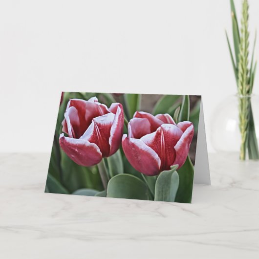 Twee Magenta Tulip Flowers Kaart (Voorkant)