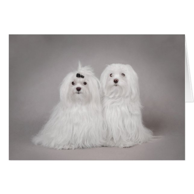 Twee Maltese hond (Voorkant Horizontaal)