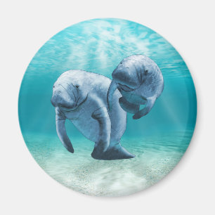 Twee Manatees die zwemmen Magneet