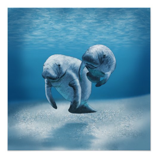 Twee Manatees die zwemmen Perfect Poster (Voorkant)