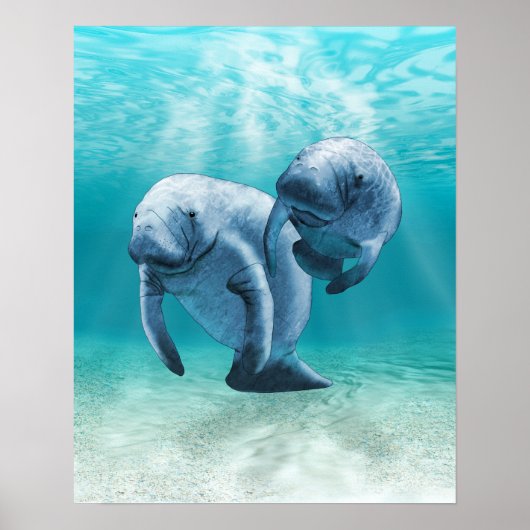 Twee Manatees die zwemmen Poster (Voorkant)