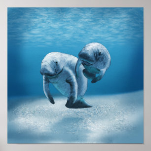 Twee Manatees die zwemmen Poster