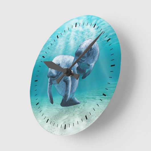 Twee Manatees die zwemmen Ronde Klok (Hoek)