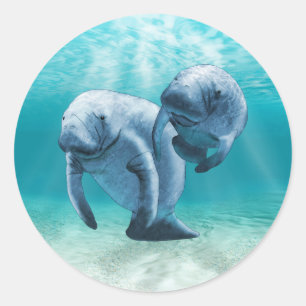 Twee Manatees die zwemmen Ronde Sticker