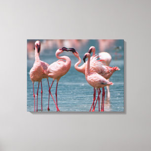 Twee mannelijke Kleine Flamingo's (Phoenicopterus Canvas Afdruk