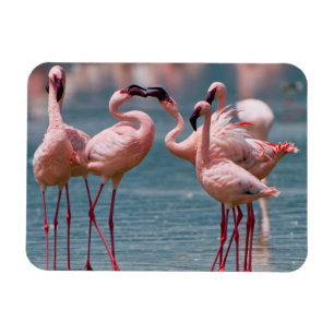 Twee mannelijke Kleine Flamingo's (Phoenicopterus Magneet