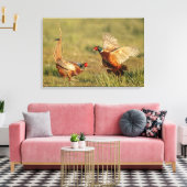 Twee mannelijke ringnek fazanten vechten. canvas afdruk (Insitu (Woonkamer))