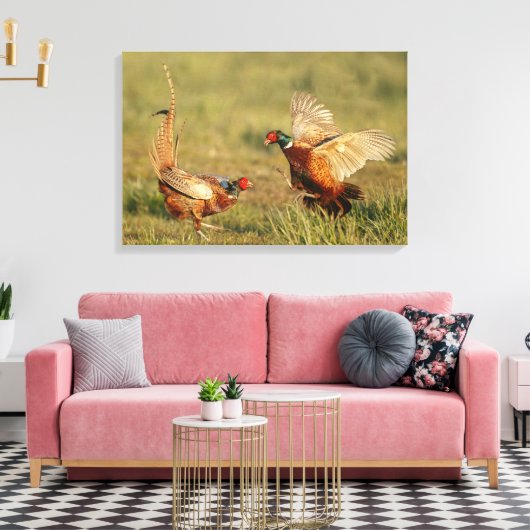 Twee mannelijke ringnek fazanten vechten. canvas afdruk (Insitu (Woonkamer))