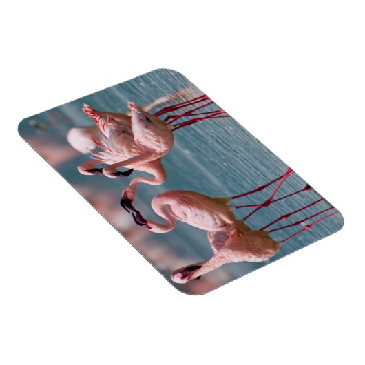 Twee mannetjes met minder vliegende vleugels (Phoe Magneet (Rechterzijde)