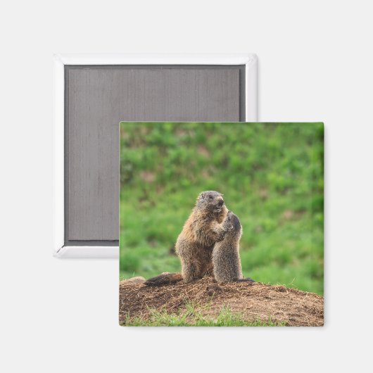 Twee marmotten magneet (Voorkant / Achterkant)