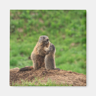 Twee marmotten magneet