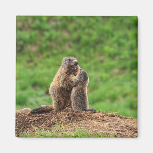 Twee marmotten magneet (Voorkant)