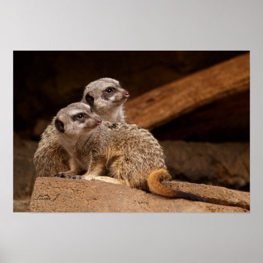 Twee Meerkat Canvas afdrukken Poster (Voorkant)