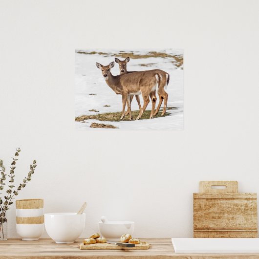 Twee met witte staart op alarm poster (Keuken)