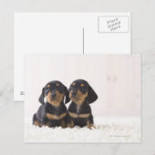 Twee Mini Dachshund-vergaderingen Briefkaart (Voorkant / Achterkant)
