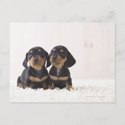 Twee Mini Dachshund-vergaderingen Briefkaart (Voorkant)