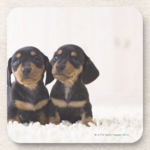 Twee Mini Dachshund-vergaderingen Onderzetter