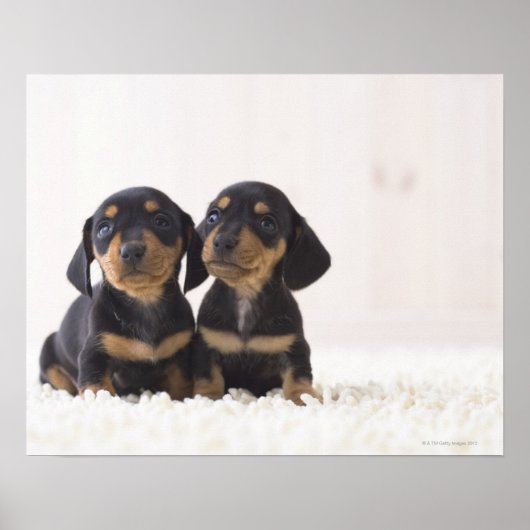 Twee Mini Dachshund-vergaderingen Poster (Voorkant)