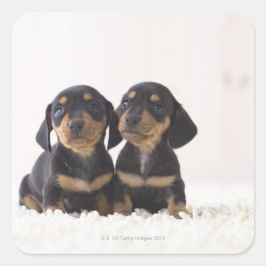 Twee Mini Dachshund-vergaderingen Vierkante Sticker (Voorkant)
