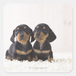 Twee Mini Dachshund-vergaderingen Vierkante Sticker
