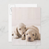 Twee Miniature Dachshund Briefkaart (Voorkant / Achterkant)