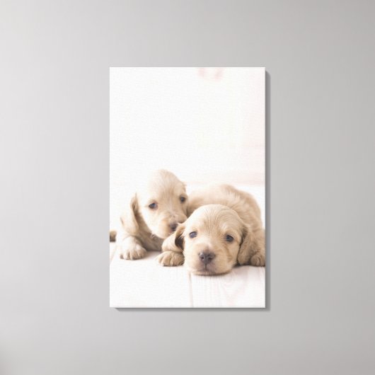 Twee Miniature Dachshund Canvas Afdruk (Voorkant)